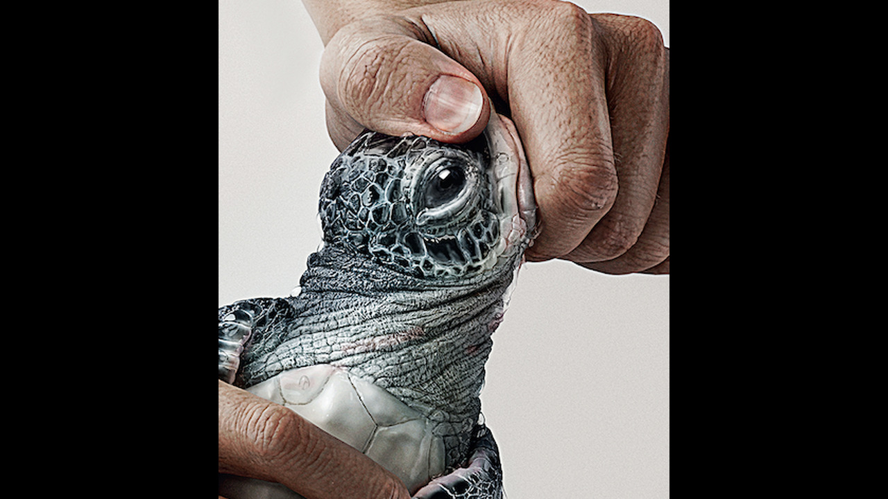 UNPLASTIC INDIA - TURTLE PRESS ALARM